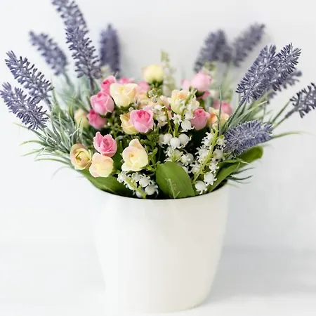 Oleander 스플리트